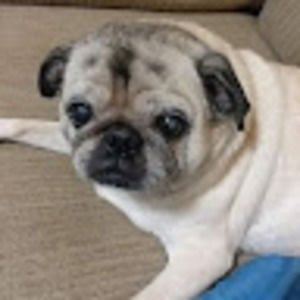 Meet your Posher, Jenn